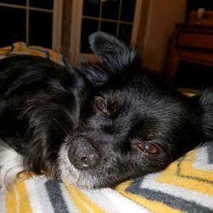 Meet your Posher, Darla